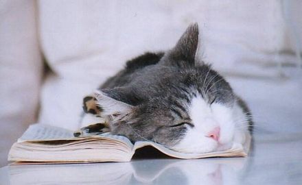 gato-leyendo